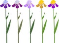 Set of iris flowers of different colors and green leaves isolated on white